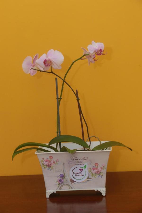 Mini-hôtel Flor Del Valle 2*